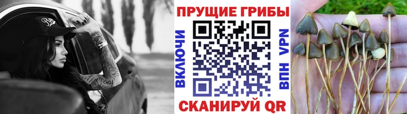 Псилоцибиновые грибы ЛСД  мега маркетплейс  Каневская 